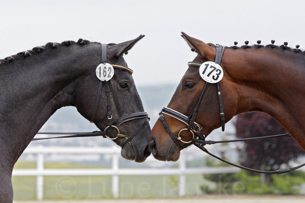 Die Siegerstuten Foto: Lune Jancke