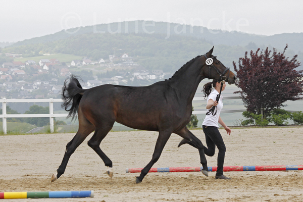 Holly Foto: Lune Jancke