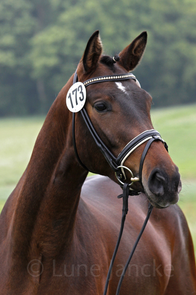 Königsprimel Foto: Lune Jancke