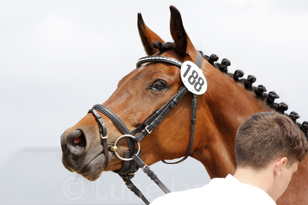 Schwalbenkönigin Foto: Lune Jancke