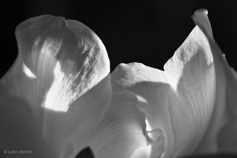 Amaryllis Foto © Lune Jancke