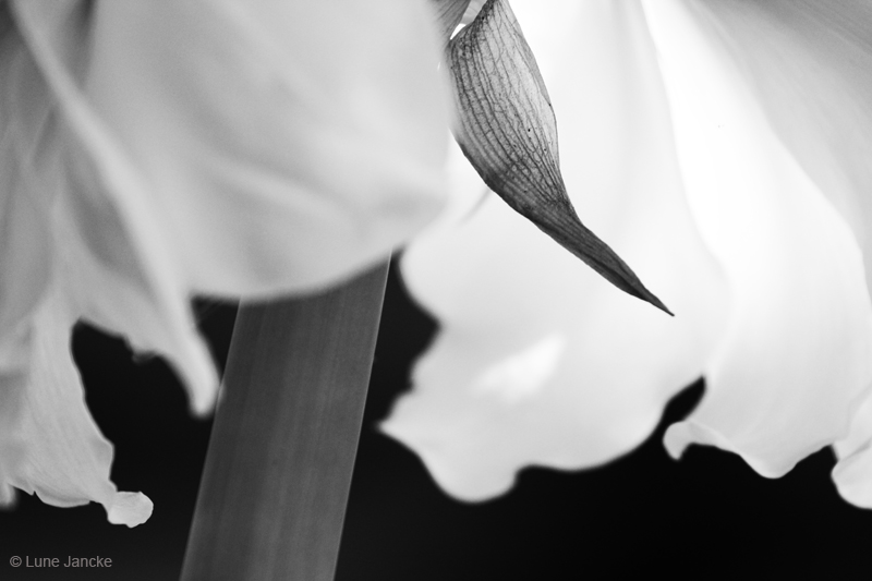 Amaryllis Foto © Lune Jancke