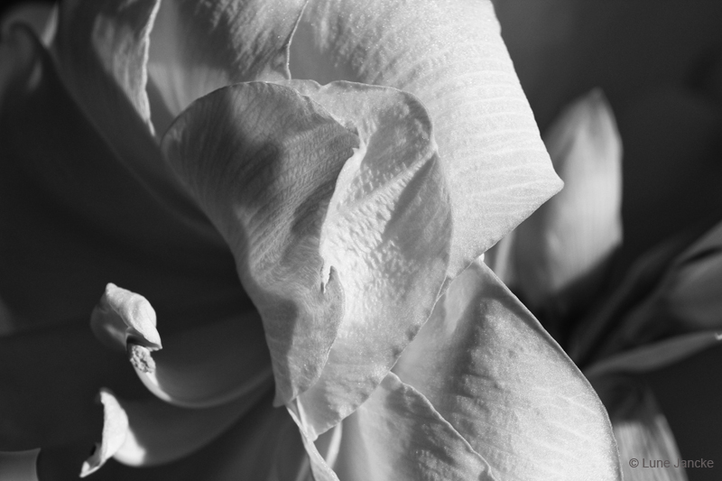 Amaryllis Foto © Lune Jancke