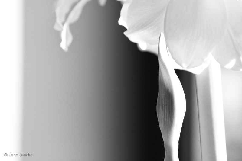 Amaryllis Foto © Lune Jancke