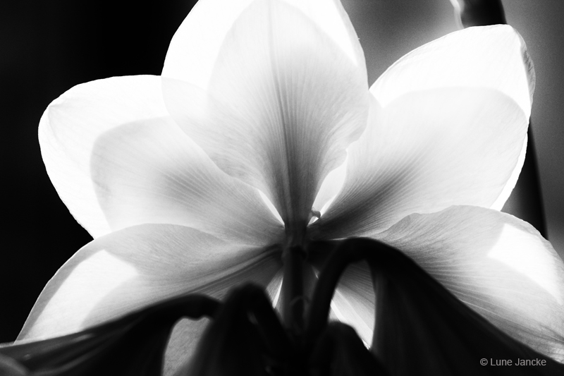 Amaryllis Foto © Lune Jancke