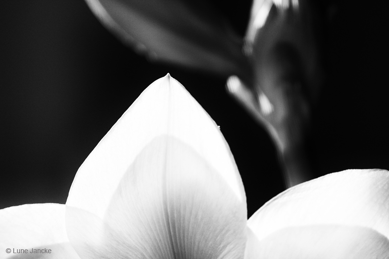 Amaryllis Foto © Lune Jancke