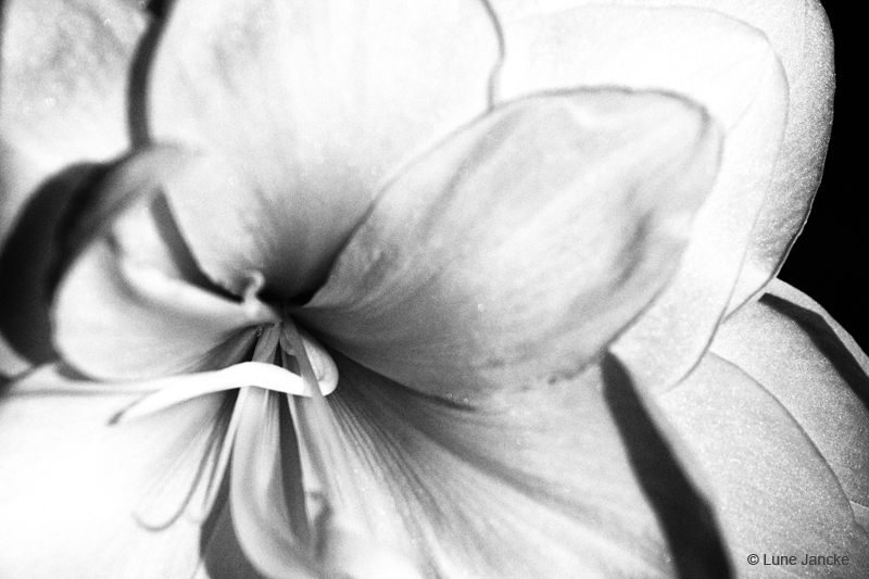 Amaryllis Foto © Lune Jancke