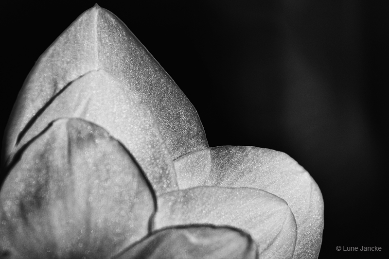 Amaryllis Foto © Lune Jancke