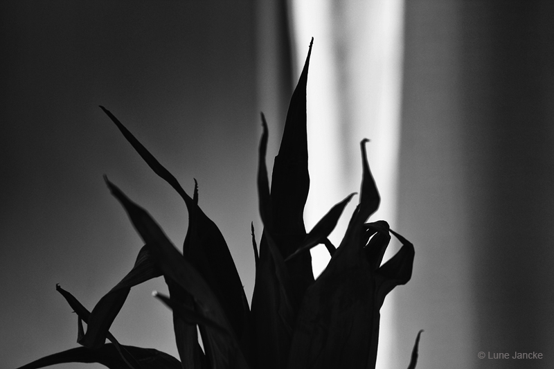 Ananas Foto © Lune Jancke