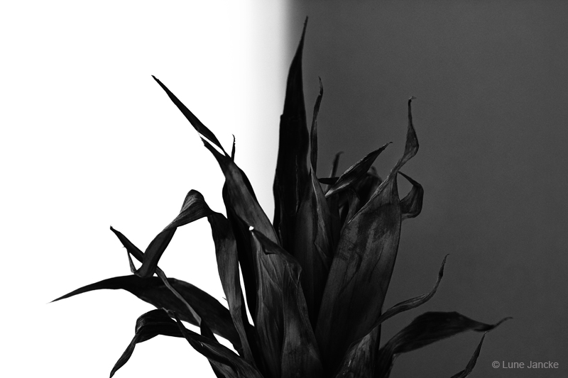 Ananas Foto © Lune Jancke