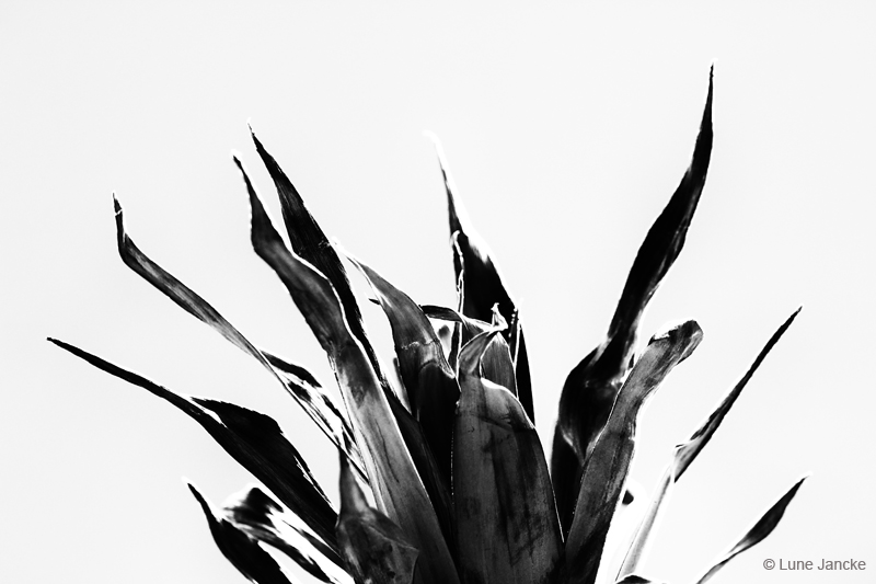 Ananas Foto © Lune Jancke