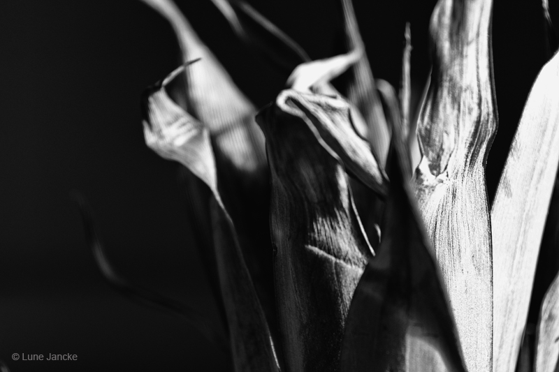 Ananas Foto © Lune Jancke