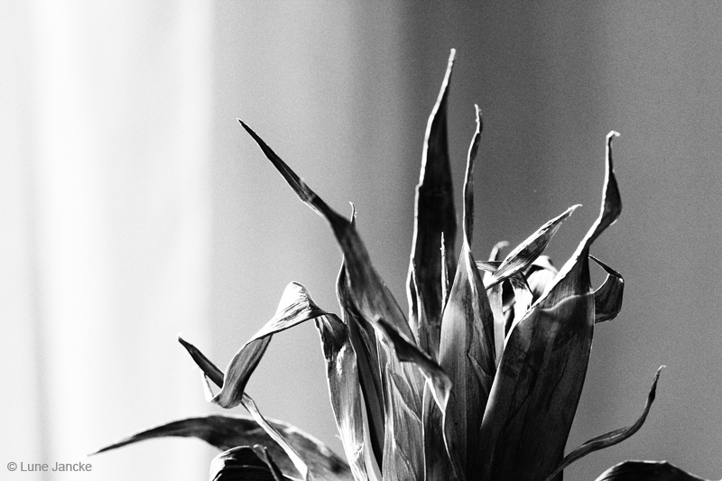 Ananas Foto © Lune Jancke