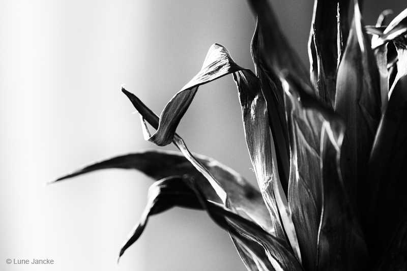 Ananas Foto © Lune Jancke