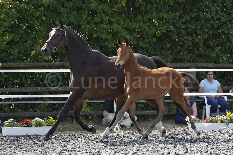 HF v. Rheinklang Foto © Lune Jancke