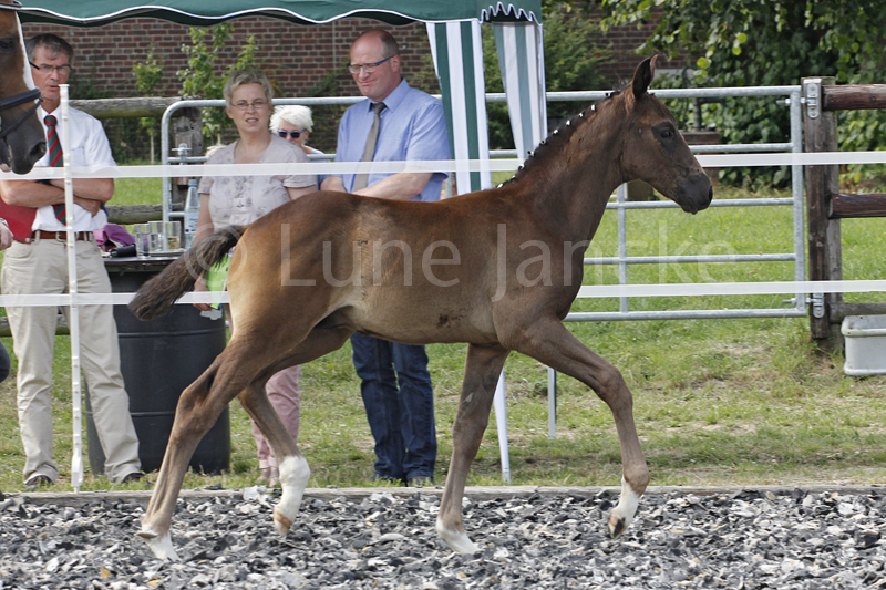 Hf v. Grimani Foto © Lune Jancke