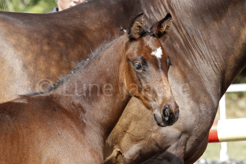 HF v. Imhotep Foto © Lune Jancke