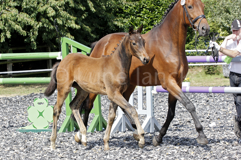 HF v. Marseille Foto © Lune Jancke