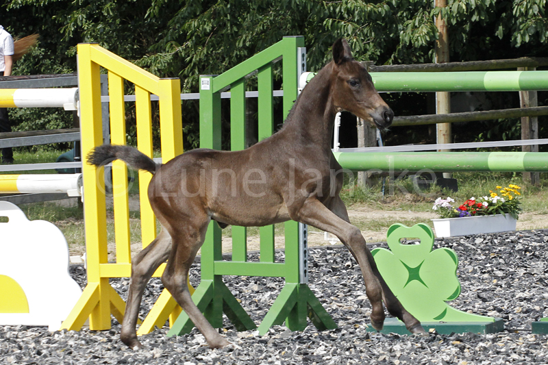 HF v. San Silviano Foto © Lune Jancke