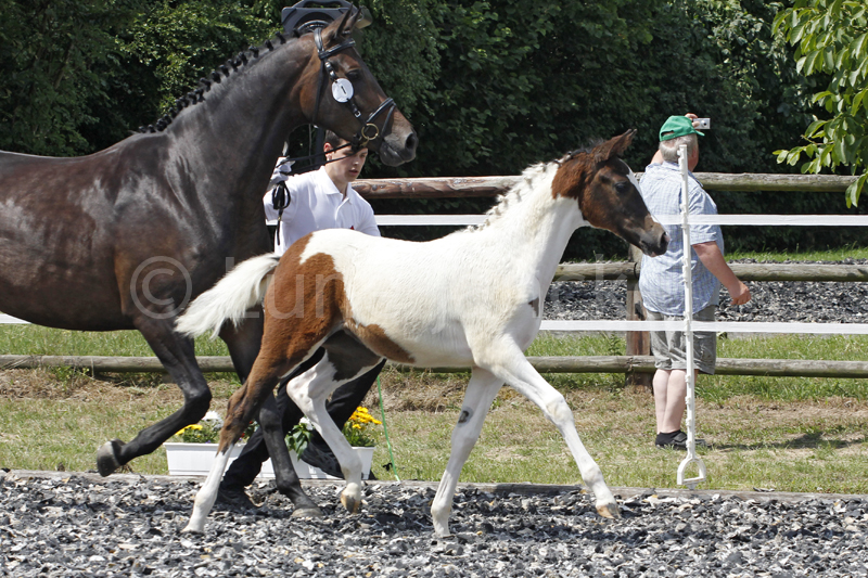 SF v. Gabun Foto © Lune Jancke