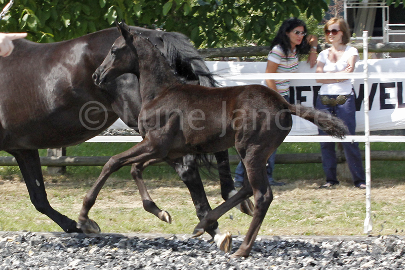 Sf v. Imhotep Foto © Lune Jancke