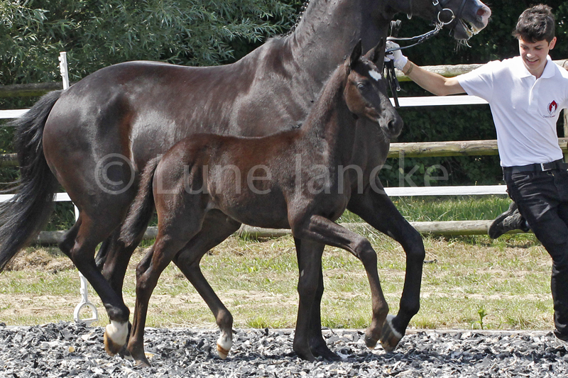 Sf v. Imhotep Foto ©Lune Jancke