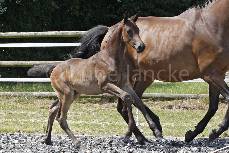 SF v. Millennium Foto © Lune Jancke