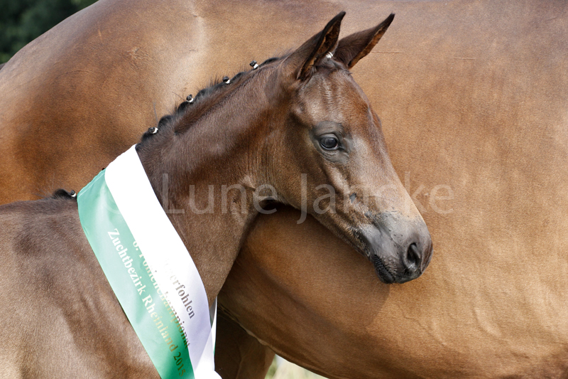 SF v. Millennium Foto © Lune Jancke