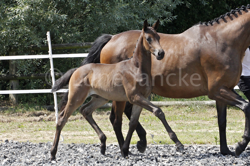 SF v. Millennium Foto © Lune Jancke