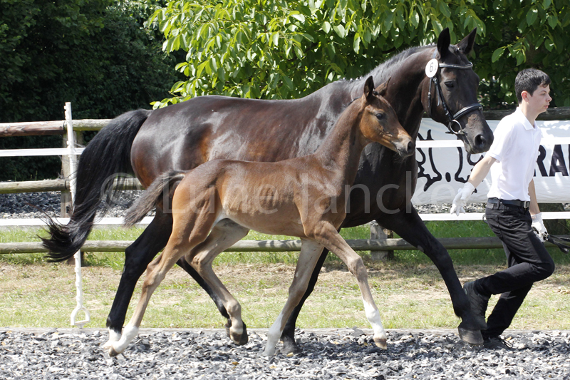 Sf v. Saint Cyr Foto © Lune Jancke