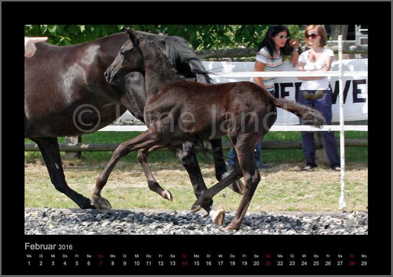 SF v. Imhotep Foto © Lune Jancke