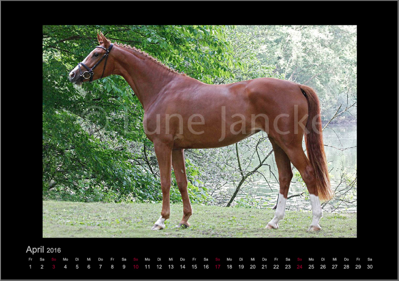 Limette Foto © Lune Jancke