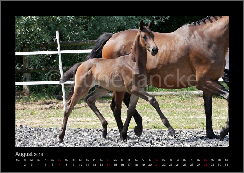 SF v. Millenium Foto © Lune Jancke