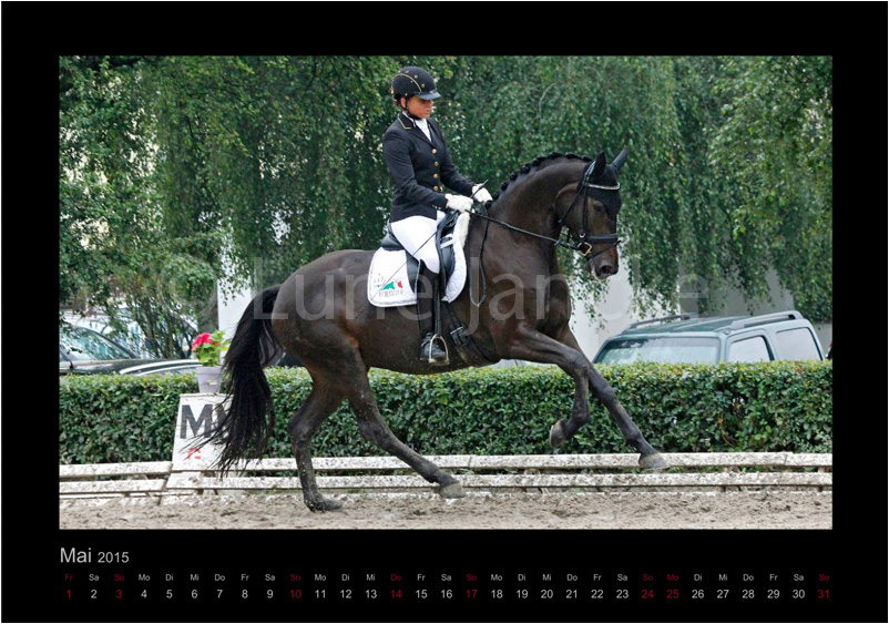 Zikade © Lune Jancke