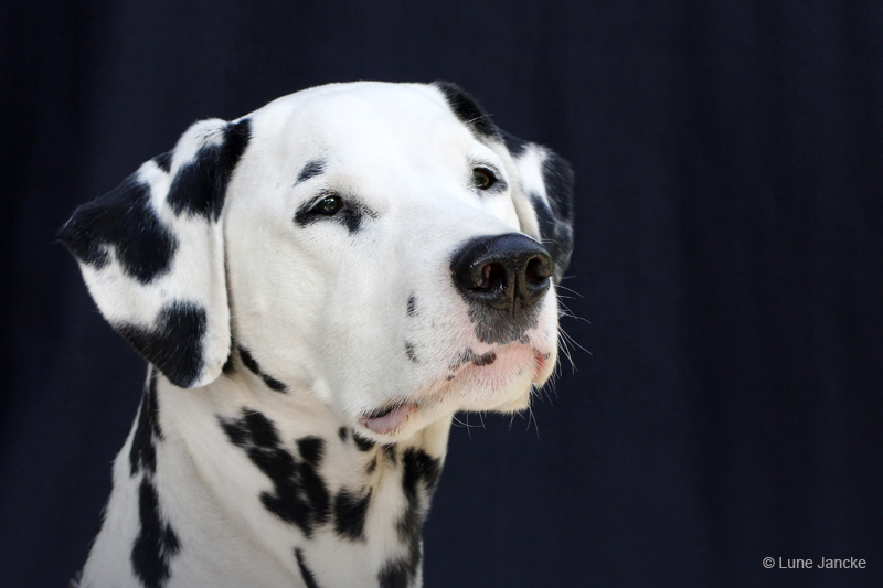 Leroy © Lune Jancke