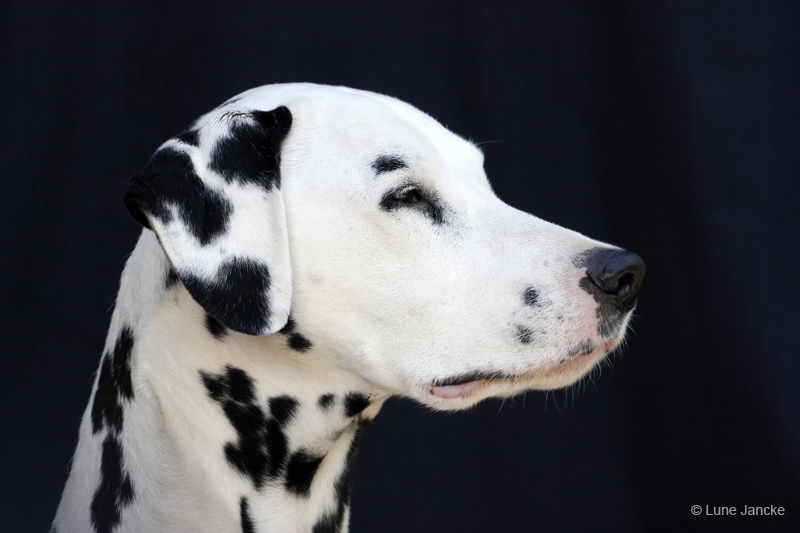 Leroy © Lune Jancke