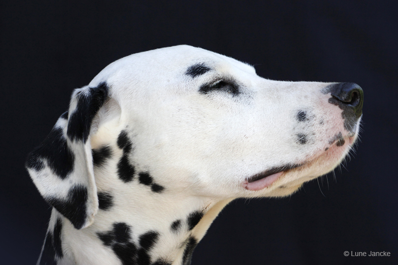 Leroy © Lune Jancke