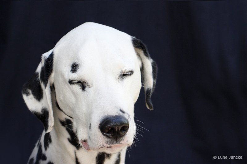 Leroy © Lune Jancke