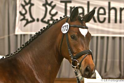 Siegerstute 2011 Great Guana Cay ©LR-Fotografie