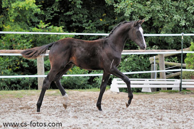 Sieger Hengstfohlen ©Conny Schönewald