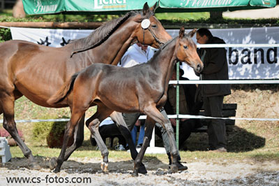 Siegerin Stutfohlen © Conny Schönewald
