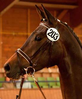 Siegerstute Sternfee v. Interconti © B. Schraps