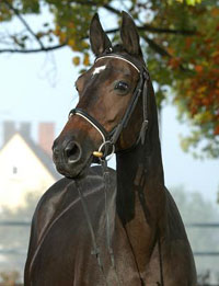 Serenade Foto: Peter Richterich