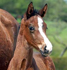 Foto: Peter Richterich